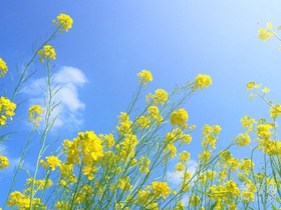 bf7ae6a81a6017fe9238534fafea2f9f